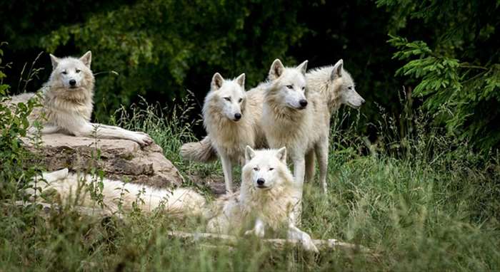 Top 5 des parcs avec des loups pour une sortie en famille